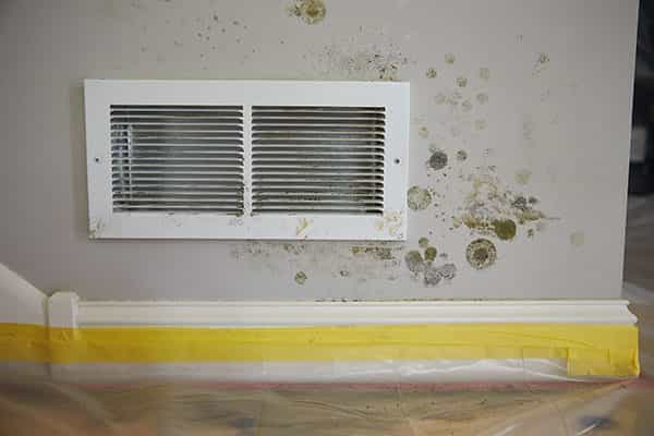 Read more about the article 21 Facts About Mold You Need to Know